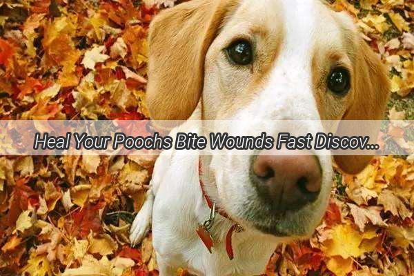 Heal Your Poochs Bite Wounds Fast Discover the Ultimate Pet Ointment